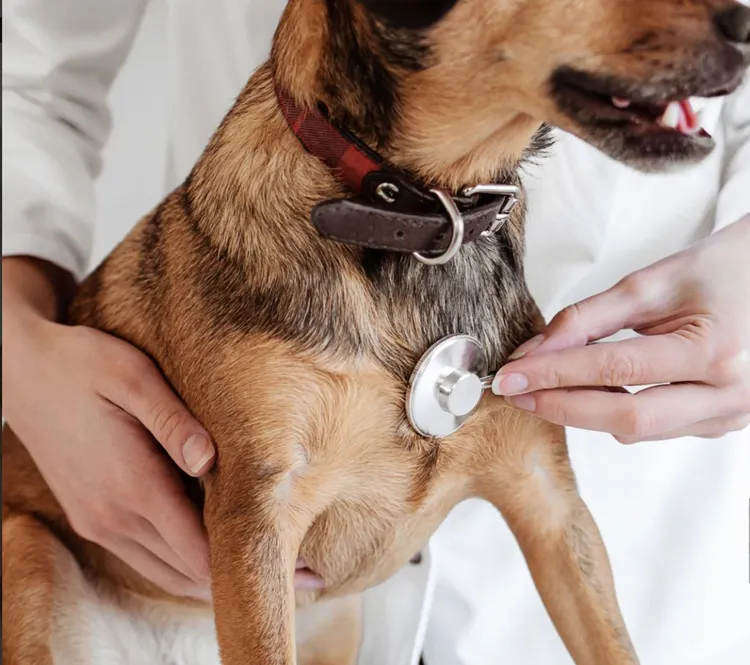 Veterinarian, Animal, Doctor, Examining, Office