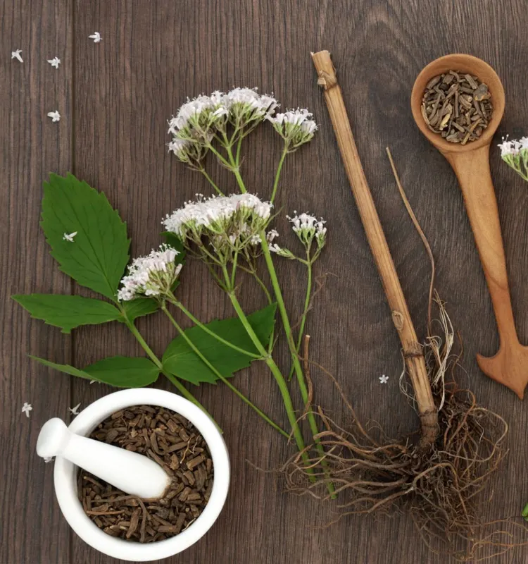 Valerian - Herb, Root, Flower, Alternative Medicine, Alternative Therapy