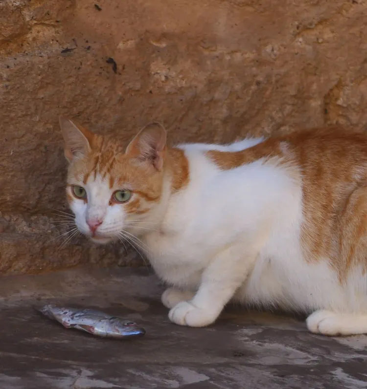 Color Image, Domestic Cat, Essaouira, Feline, Horizontal