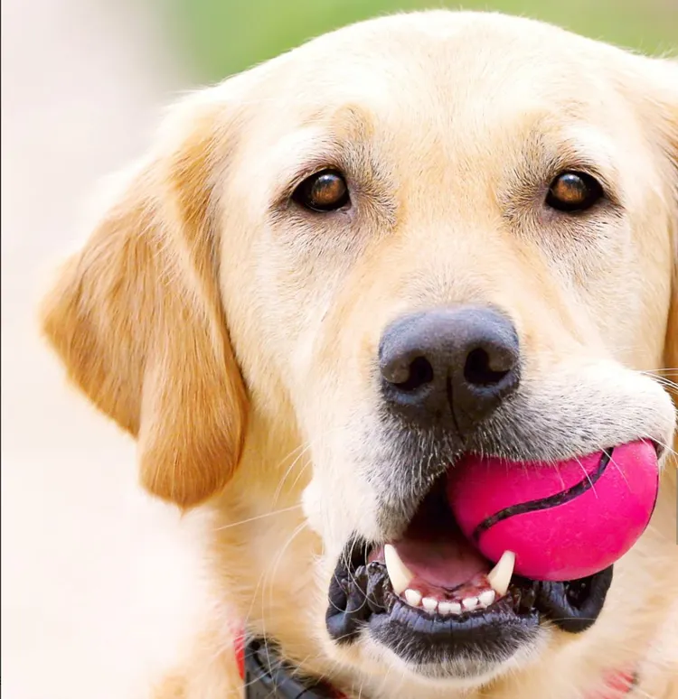 Dog, Sports Ball, Catching, Tennis Ball, Golden Retriever