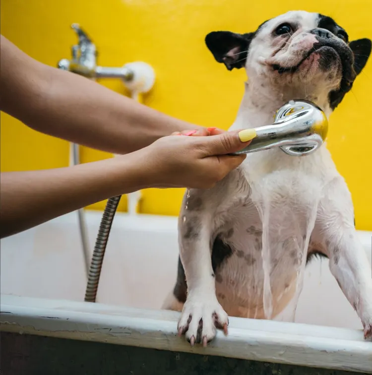 Dog, Bathtub, Shower, Shampoo, French Bulldog