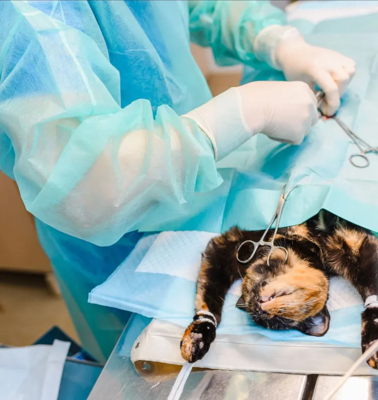 Animal, Castration, Catheter, Close-up, Color Image