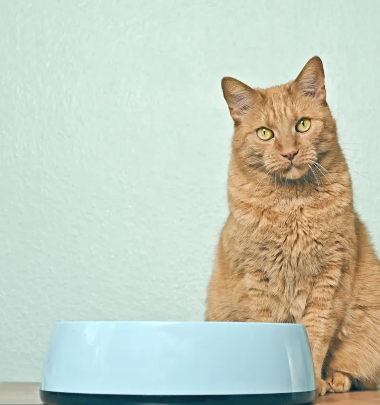 Domestic Cat, Green Color, Animal, Animal Hair, Begging - Animal Behavior