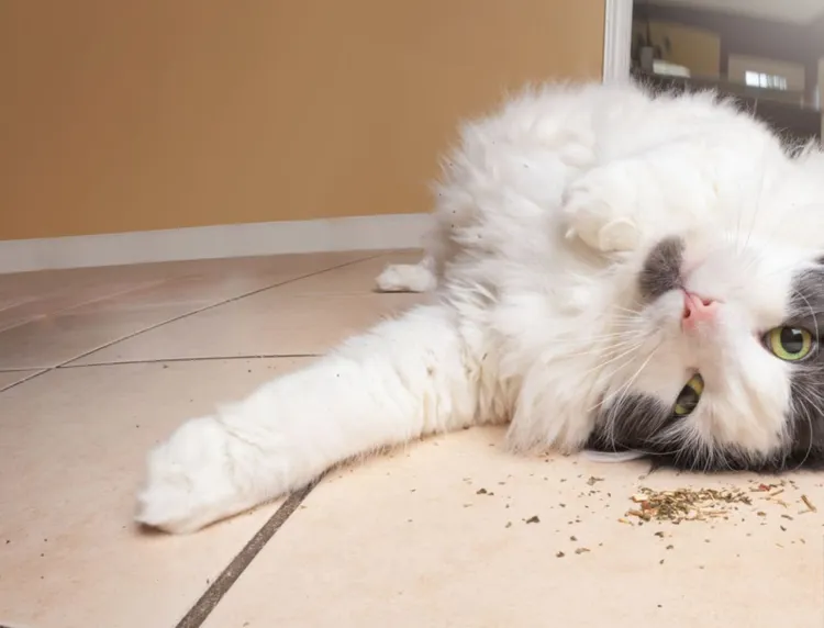 Catmint, Domestic Cat, Fish-Eye Lens, Flooring, Rolling