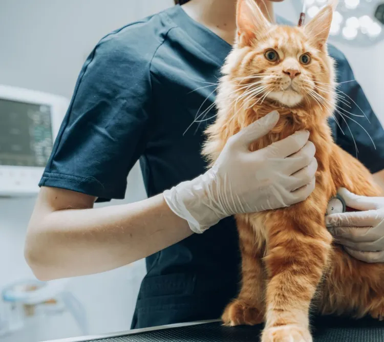 Veterinarian, Domestic Cat, Animal Hospital, Petting, Maine Coon Cat