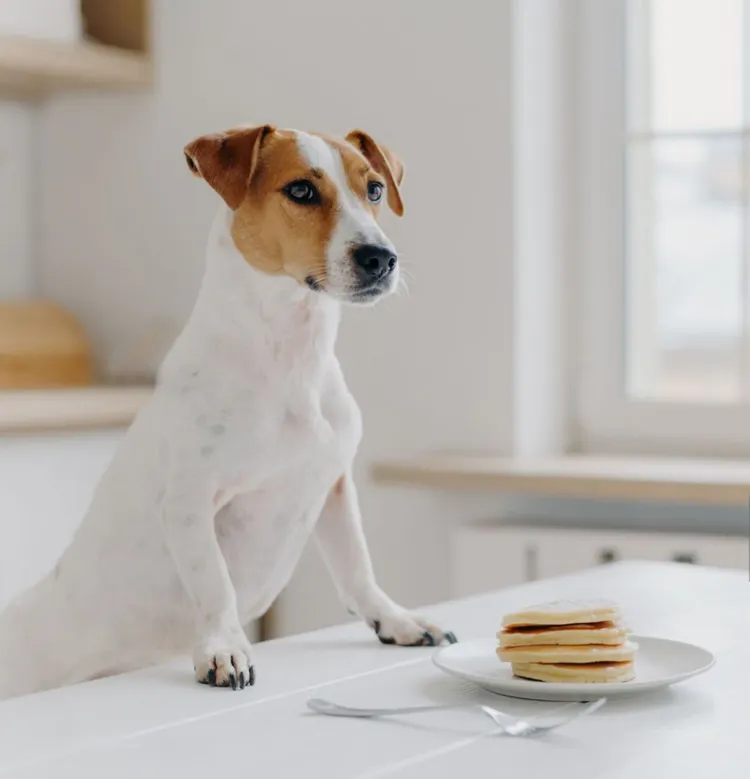 Dog, Milk, Kitchen, Puppy, Table