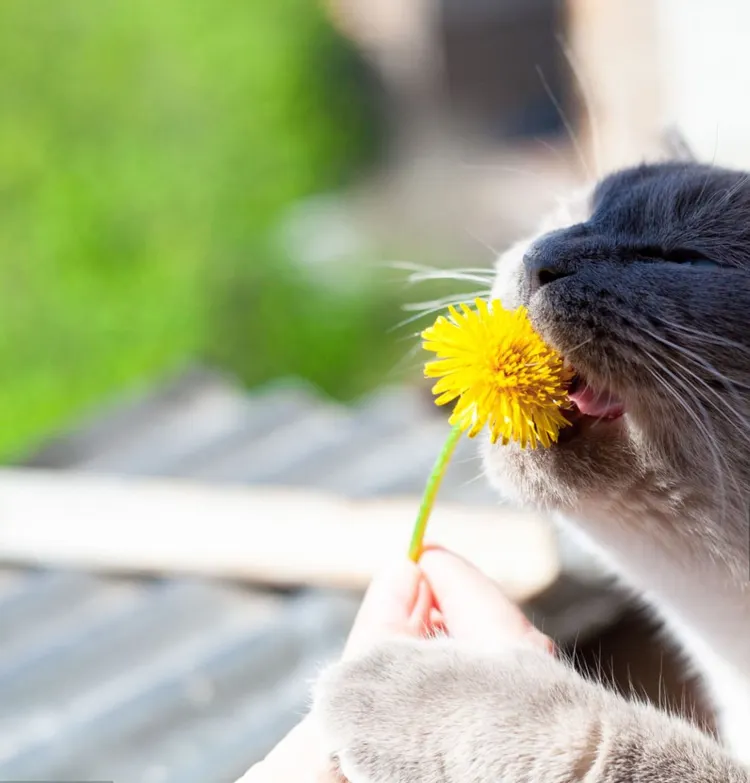 Animal, Beauty, Beauty In Nature, Biting, Blossom