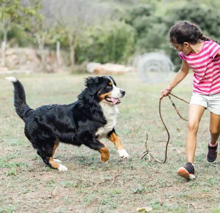 Bernese Mountain Dog, Child, 6-7 Years, 8-9 Years, Active Lifestyle