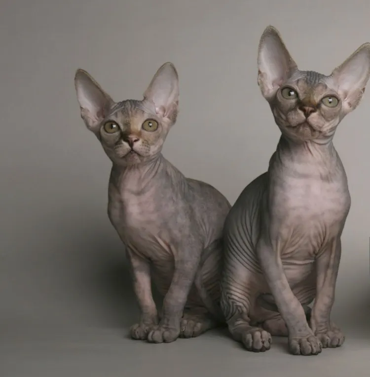 Sphynx Hairless Cat, Domestic Cat, Wrinkled, Kitten, Gray Color