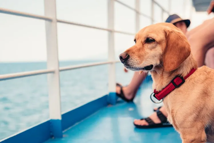 Dog, Ferry, Nautical Vessel, Sailing Ship, Ship