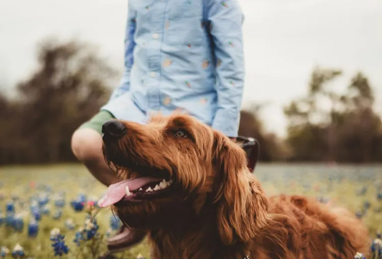 Dog, Playful, Playing, Happiness, Cheerful