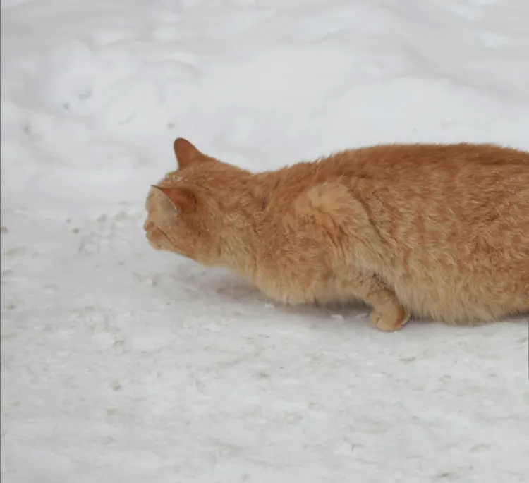 Why Does My Cat Crouch? Understanding Feline Body Language