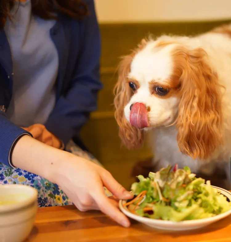 Dog, Restaurant, Animal, Cute, Drink