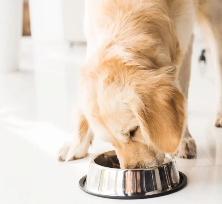 Dog, Eating, Dog Food, Golden Retriever, Dog Bowl