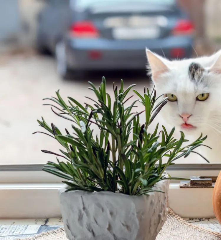 Animal, Rosemary , Animal Head, Animal Whisker, Beauty