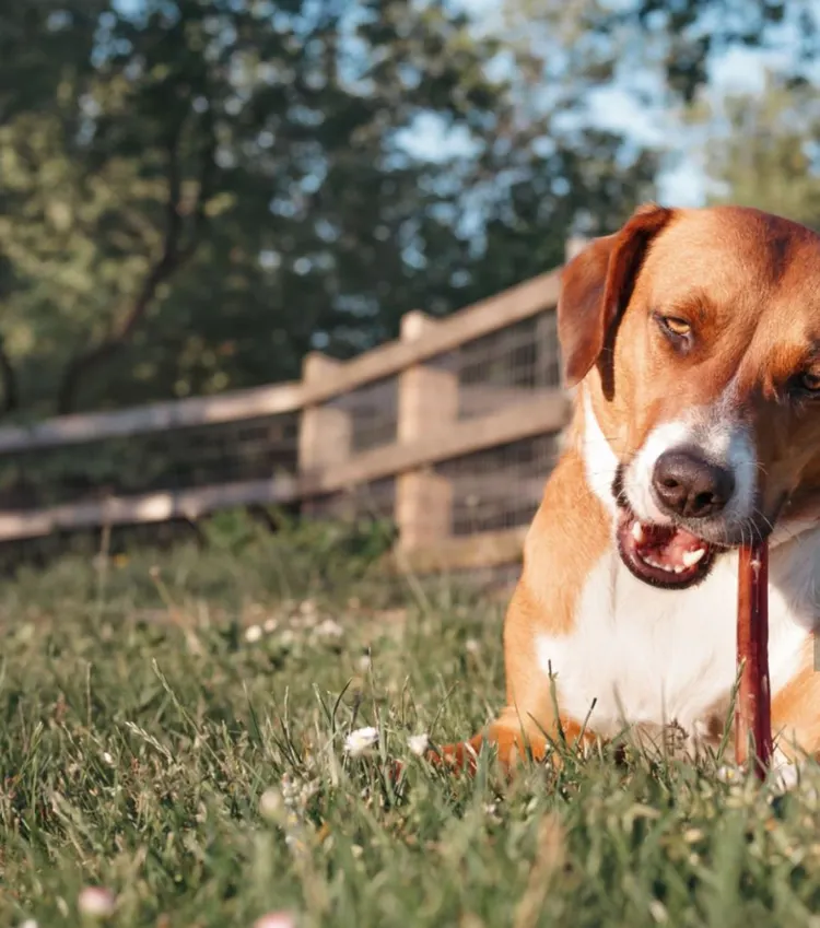 Hound, Animal, Animal Behavior, Animal Teeth, Animal Themes