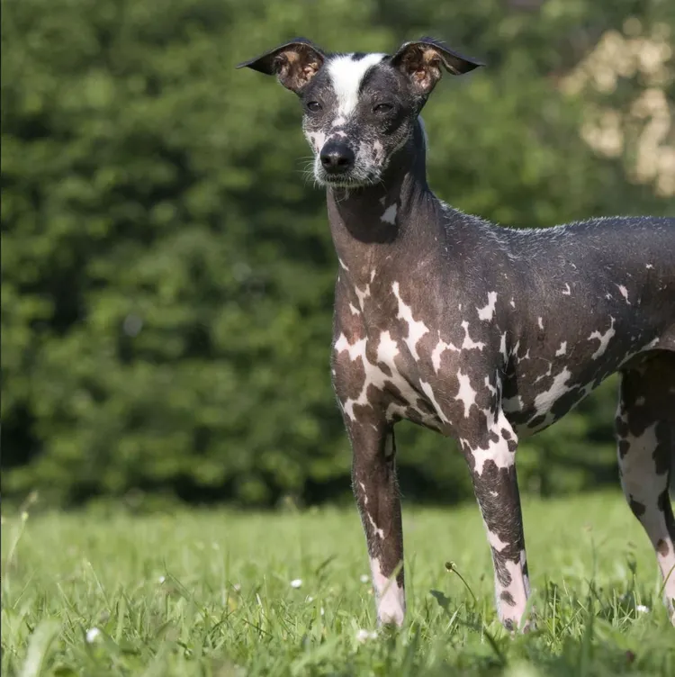 Dog, Completely Bald, Peru, Hairless Animal, Naked