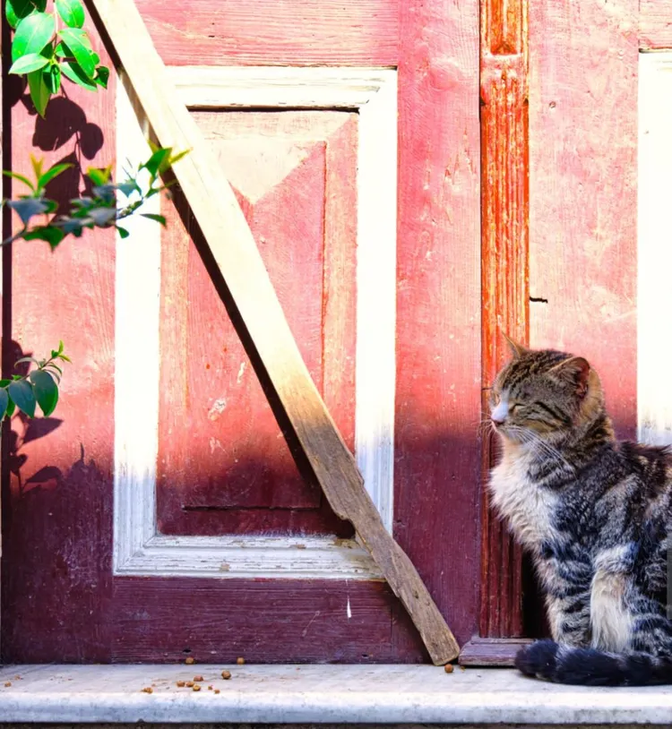 Kitten, Staircase, Steps, Aegean Turkey, Animal