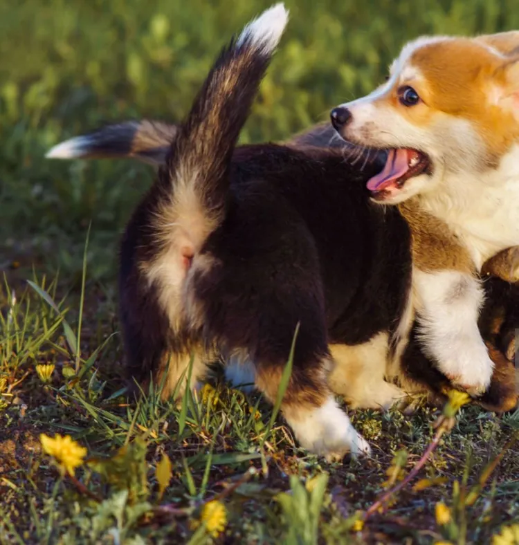 Dog, Biting, Tail, Cute, Effort