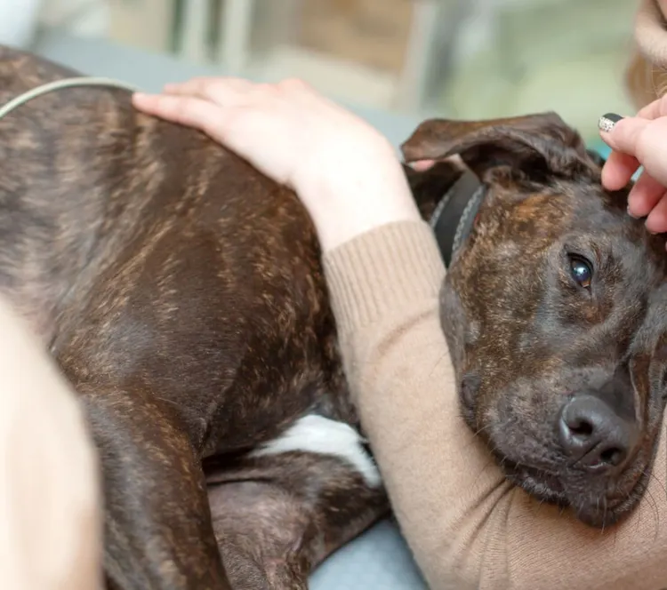 Dog, Illness, Veterinarian, Patient, Animal