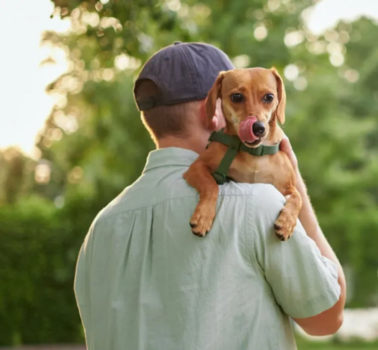 Dog, Pets, Family, People, Pet Owner