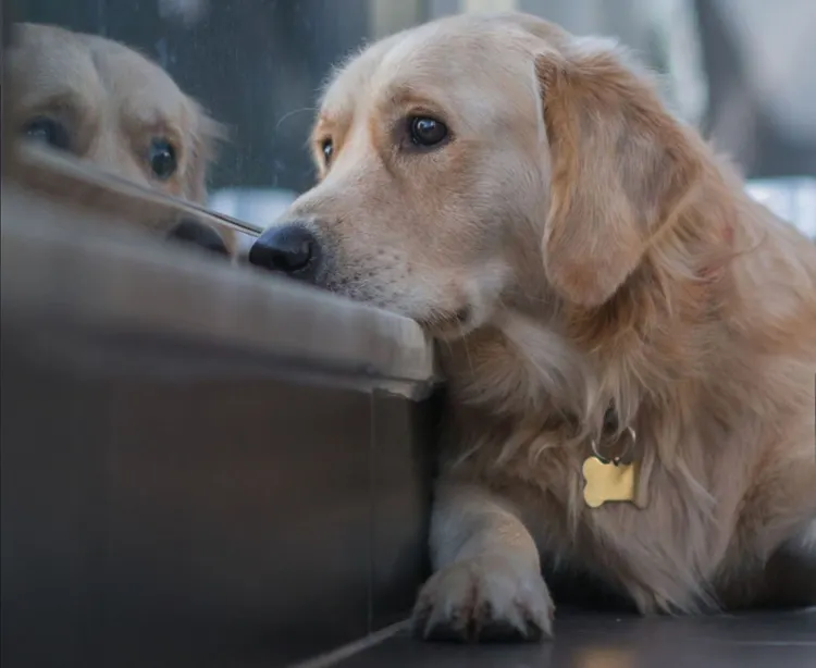 Dog, Sadness, Worried, Waiting, Window