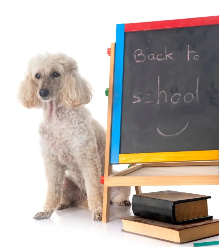 Animal, Book, Canine - Animal, Chalkboard - Visual Aid, Chihuahua - Dog