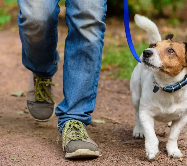 Dog, Dog Walking, Walking, Hiking, Men