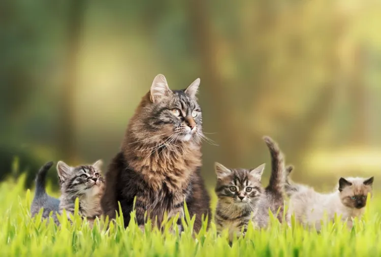 Domestic Cat, Kitten, Outdoors, Animal Family, Happiness