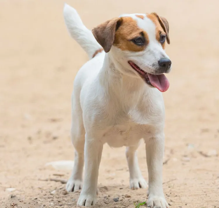 Animal, Animal Themes, Beach, Canine - Animal, Cheerful