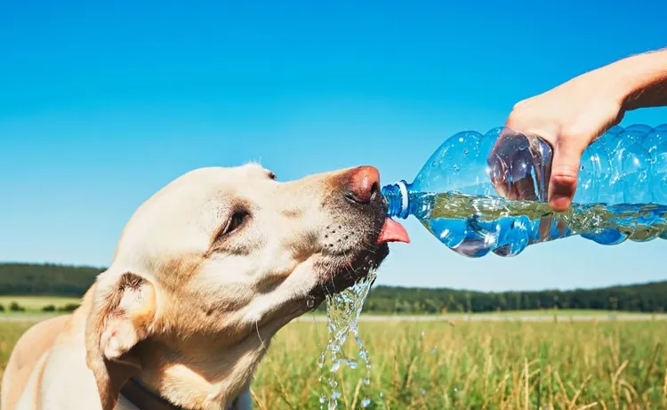 Dog, Heat - Temperature, Drinking Water, Weather, Summer