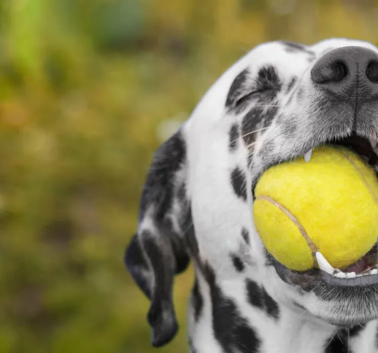 Dog, Sports Ball, Tennis Ball, Dalmatian Dog, Eating