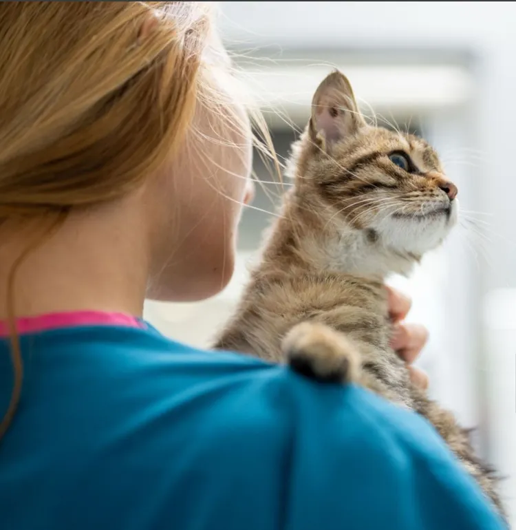 Veterinarian, Domestic Cat, Animal Hospital, Embracing, Kitten