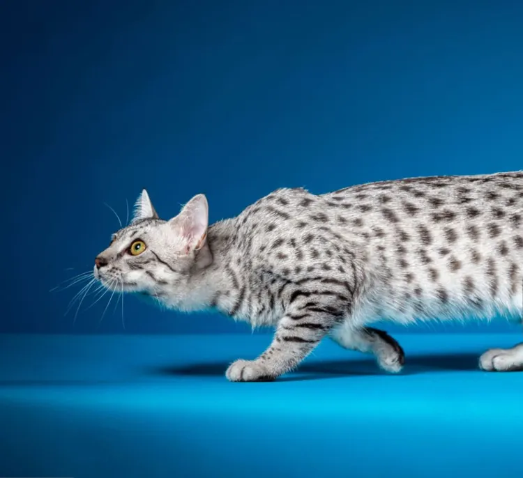 Egyptian Mau, Domestic Cat, Squatting Position, Ancient, Spotted