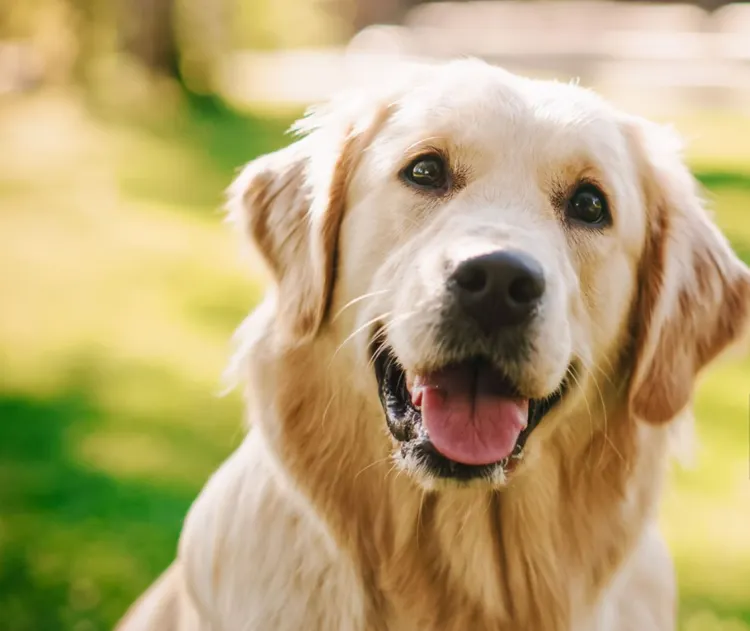 Dog, Golden Retriever, Happiness, Labrador Retriever, Cheerful