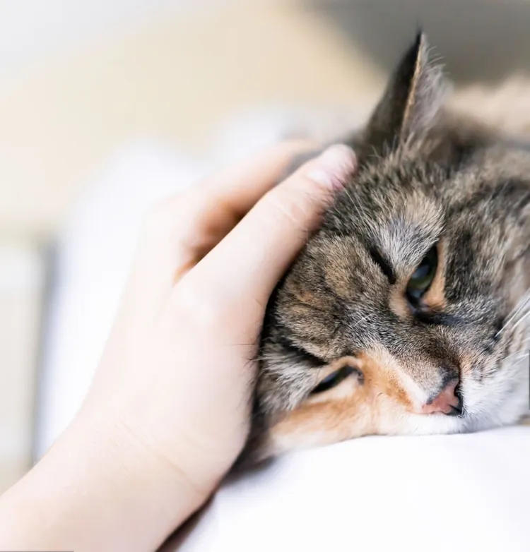 Domestic Cat, Illness, Petting, Pets, Sadness