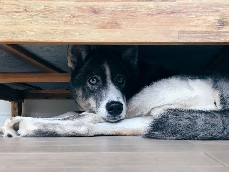 Dog, Fear, Hiding, Bed - Furniture, Below