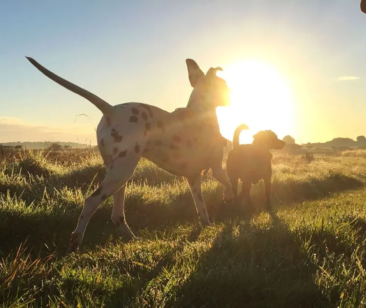 Dog, Running, Healthy Lifestyle, Rural Scene, Lifestyles