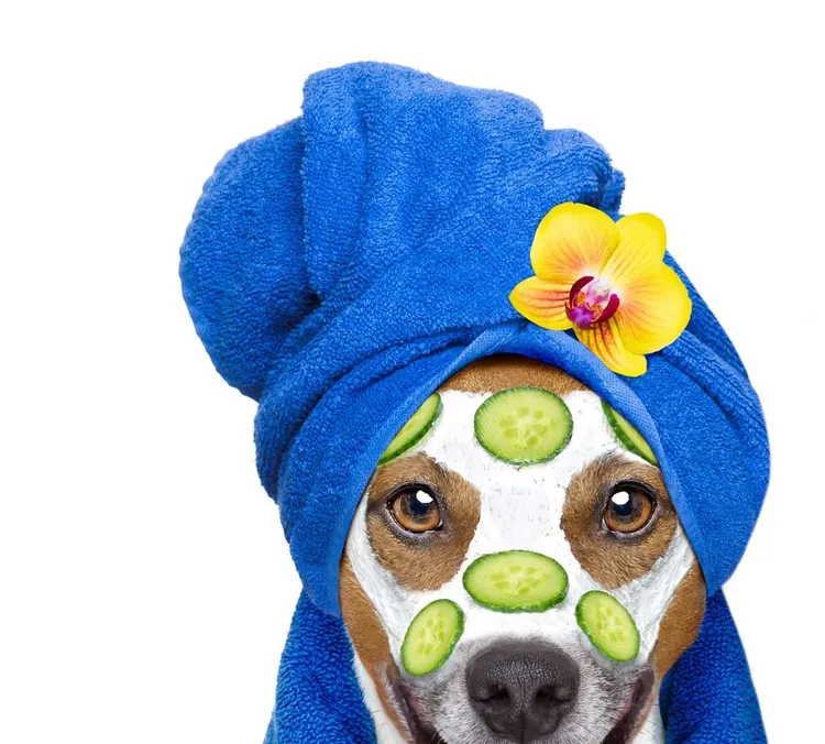 Dog, Pampering, Animal, Pets, Bathrobe