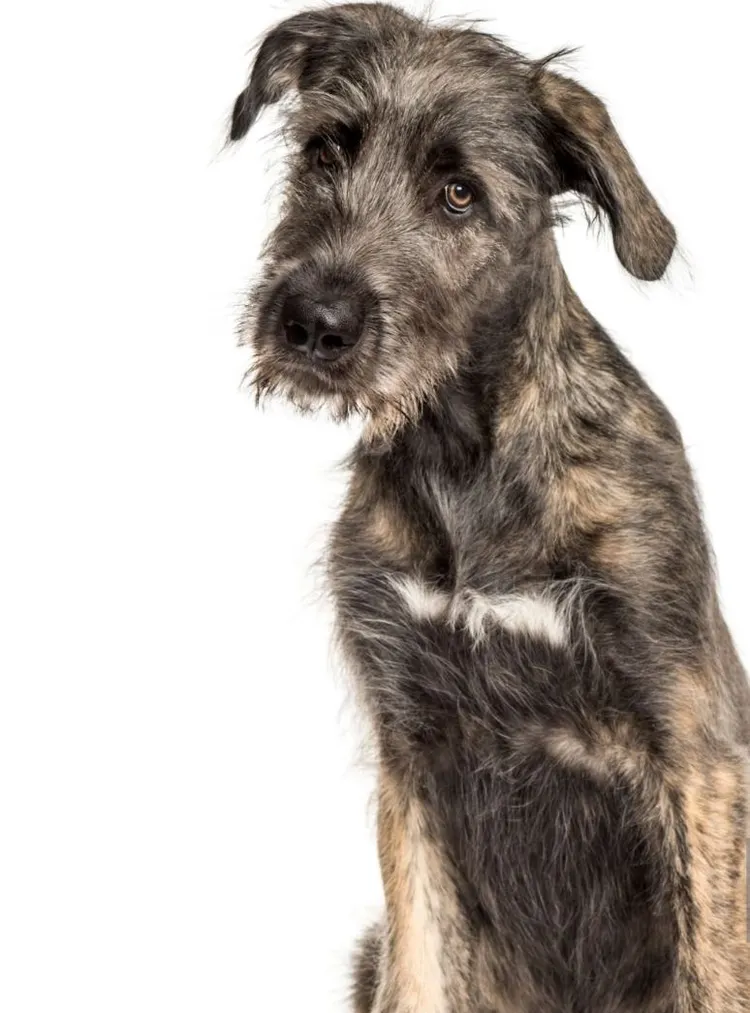 Irish Wolfhound, White Background, Animal, Animal Themes, Belgium