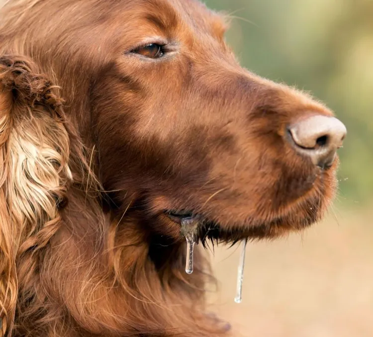 Dog, Saliva - Bodily Fluid, Brown, Animal, Bizarre