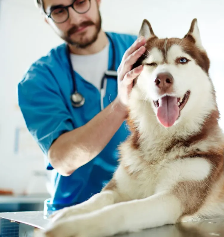 Veterinarian, Dog, Medical Exam, Pets, Doctor