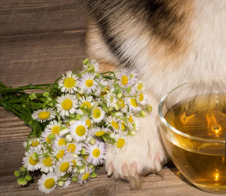 Animal, Animal Body Part, Apartment, Bouquet, Brown