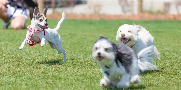 Off-leash Dog Park, Dog, Running, 2015, Activity