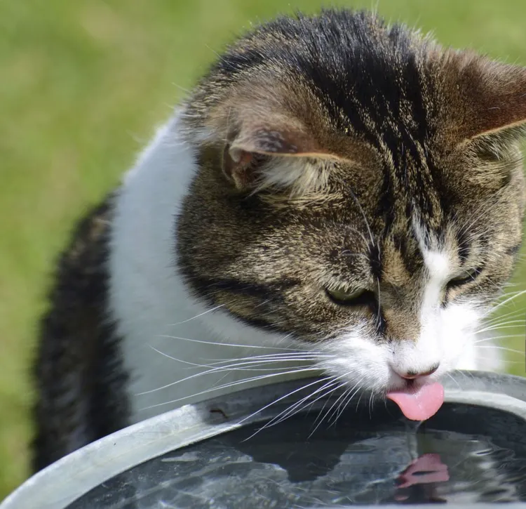 Domestic Cat, Drinking Water, Water, Drinking, Pets