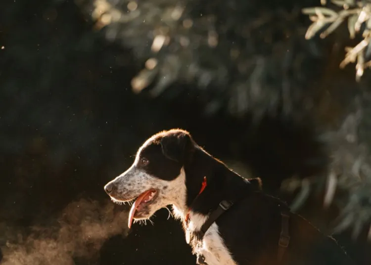 Breath Vapor, Dog, Animal, Animal Harness, Beach