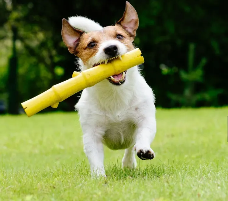 Dog, Grass, Retrieving, Summer, Toy