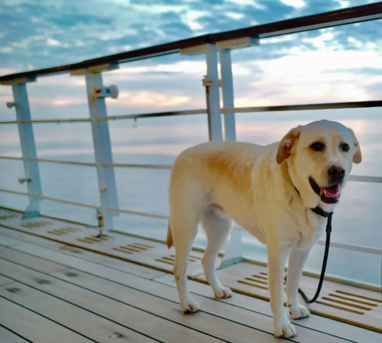 Animal, Boat Deck, Canine - Animal, Cute, Dog