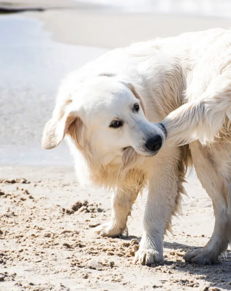 Tail, Dog, Chasing, Biting, Circle