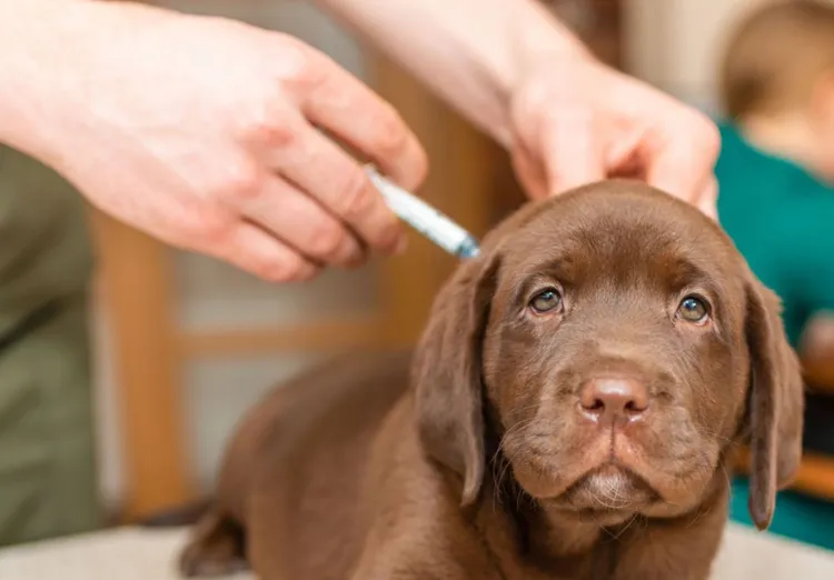 Vaccination, Dog, Pets, Puppy, Animal